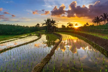 Foto op Plexiglas Beautiful morning view indonesia Panorama Landscape paddy fields with beauty color and sky natural light © RahmadHimawan