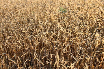 Ripe golden ears of wheat, close-up, background