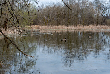 Canada Geese On A Secluded Pond In Spring In Wisconsin