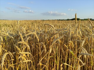Ripe ears of wheat in the evening, close-up, background