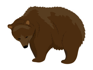 Brown bear. Realistic Vector Animals