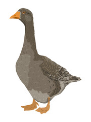 The gray domestic goose stands. Farm Birds, Realistic Vector Animal
