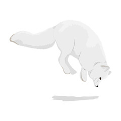 White arctic fox hunts by jumping into the snow. realistic vector animal