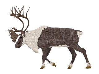 Male reindeer with large branched antlers. Rangifer tarandus. Wild animals of the tundra and taiga. realistic vector