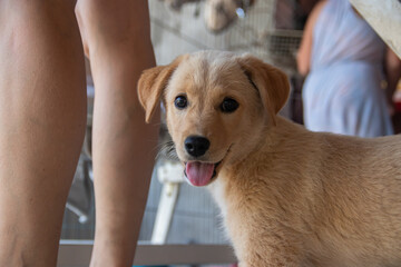 Labrador retriever puppy sitting in comfortable chair