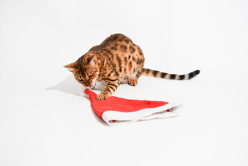 Bengal cat plays with red Santa Claus hat on white background, studio shooting. Christmas time festive cover with pet