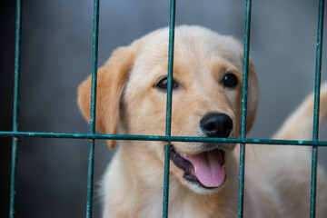 Small cute yellow puppy behind bars in cage at shelter for abounded homeless dogs, looking forward to be adopted by humans