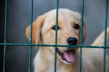 Small cute yellow puppy behind bars in cage at shelter for abounded homeless dogs, looking forward...