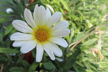 白い花咲く日