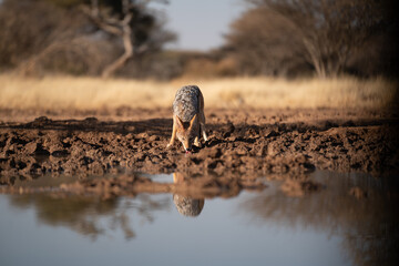 A jackal searching for prey in the grasslands of the Kalahari Desert in Namibia.