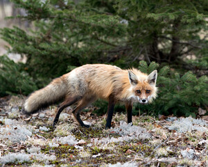 Red Fox Photo Stock. Fox Image.  Close-up profile view side view in the springtime with blur white moss and coniferous tree background and  its environment and habitat. Picture. Portrait.