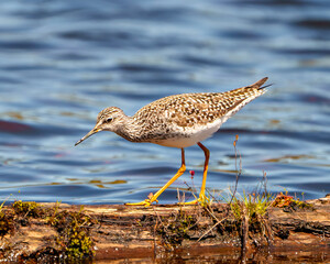 Common Sandpiper Photo and Image.  Sandpiper close-up side view standing on a log with moss in its marsh environment and habitat with a blue water background.