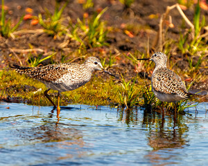 Common Sandpiper Photo and Image.  Sandpiper birds close-up standing in water and foraging for food in their marsh environment and habitat surrounding. Sandpiper Picture.