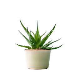 Aloe vera plant in a pot isolated over the white background
