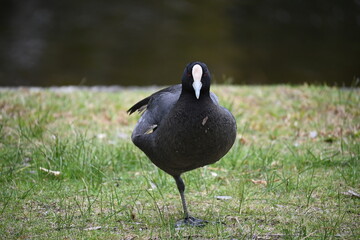 Eurasian Coot