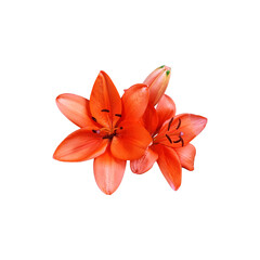 Lily bright orange flower head isolated cutout object side view, houseplant in pot floral bouquet, clipping path soft focus