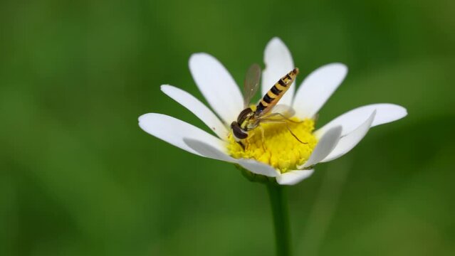 Hover Fly Pollinating a Daisy Wildflower on a Summer Meadow Macro Close Up