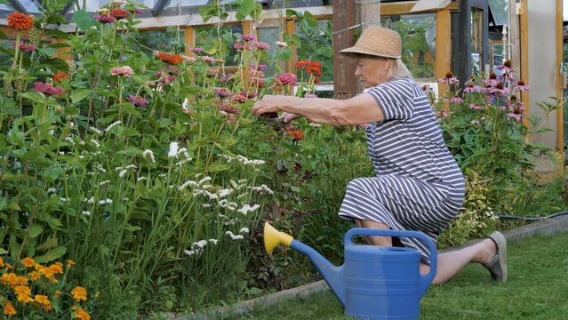 Elderly old retired woman is gardening outdoors in yard. She cuts leaves of branches of flowers with pruner, making magnificent bright multi colored flower bed.
