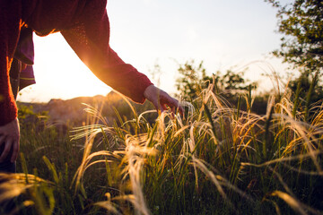 the girl touches the grass while walking in the meadows