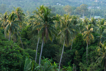 Green tropics coconut palms grove landscape in the morning in peaceful jungle. Nature and greenery of Koh Tao island in Thailand