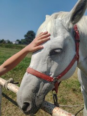 Child petting a beautiful white horse on the ranch