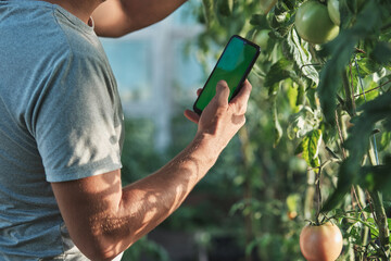 Farmer standing in greenhouse holding smartphone with chroma key green screen growing tomatoes,...