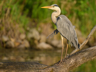 A grey heron standing near a pond