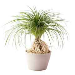 Green plant in a pot on a white background. Isolated.