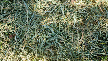 pile of dry straw grass on the ground