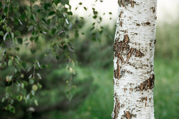 Russian nature and culture. Beautiful background of birch trunks, wood texture. Birch with...
