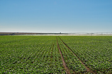 Pivô de irrigação em campo de soja