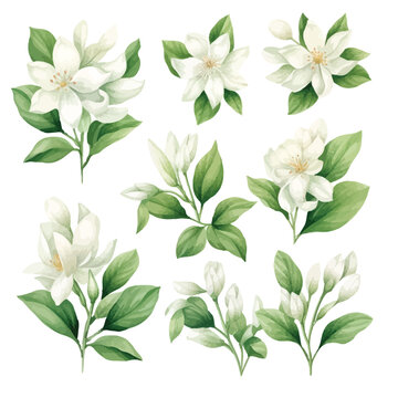 set of white flowers, water color jasmine flower and leaves, vector