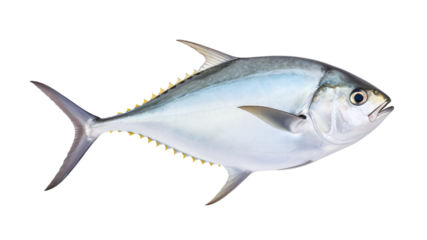 Pompano is the common name for several species of warm-water marine fish found in various parts of the world, including the Atlantic, Indian, and Pacific Oceans.