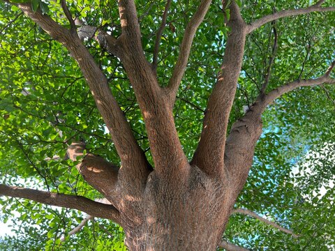 Nature View of Branch or Trunk of the small leaves ketapang or catappa or Terminalia Mantaly or Mandagascar Almond or Umbrella Tree
