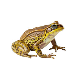 Fototapeta premium frog on white background
