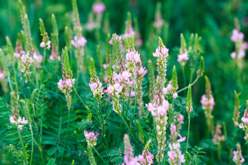 Field of pink flowers Sainfoin, Onobrychis viciifolia. Background of wildflowers. Agriculture. Blooming wild flowers of sainfoin or holy clover