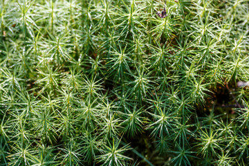 Green field of moss in the forest