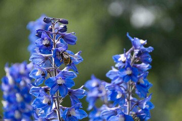 forget me not flowers