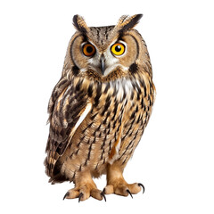 great horned owl isolated