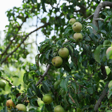 Pear tree with pears with pear scab (Venturia pyrina) disease hanging on its branches