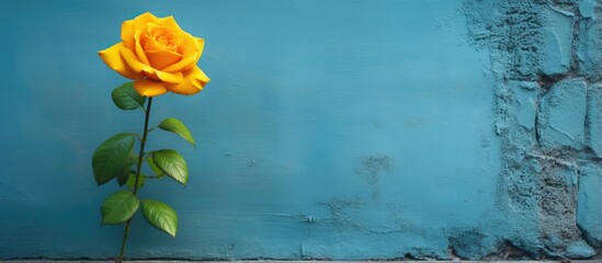 Tiny yellow flower on blue wall