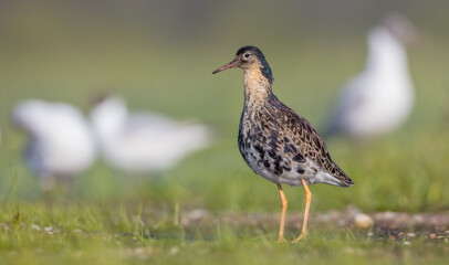 Ruff - male bird at a wetland on the mating season in spring