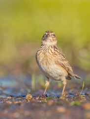 Eurasian skylark - male bird in spring at ta wetland