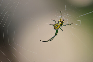 Orchid spider settles in the middle of the spider web