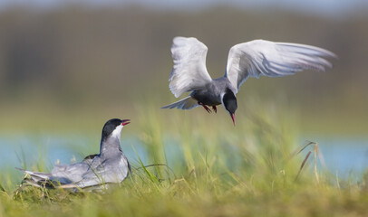 Whiskered tern - adult birds at a wetland in spring