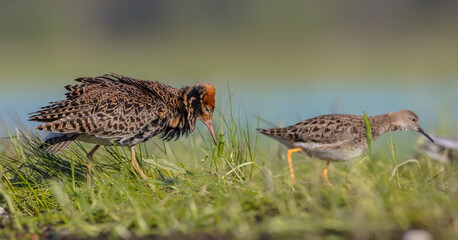  The ruff - pair at wetland on a mating season in spring