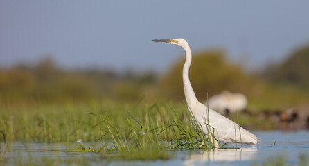 Fototapeta premium Great White Egret - at a wetland in spring just before the dawn