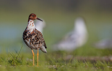 Ruff - male bird at a wetland on the mating season in spring