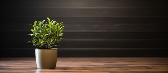 A cute green plant in a bucket on a wooden floor in a house captured from above