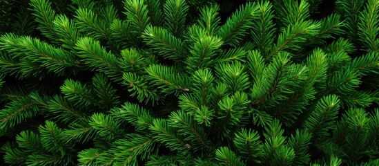 Texture of Christmas tree branches on a natural background